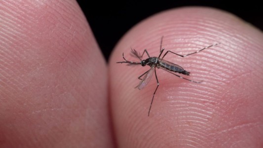 Hace dos meses que en las farmacias de Rosario no hay vacunas contra el dengue