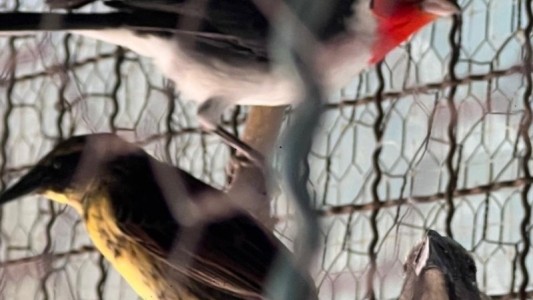 Zona sur: rescataron más de 70 aves silvestres de una casa