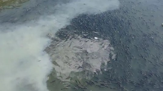 Contaminación en el arroyo Ludueña: “el Ludueña no es una cloaca, es un arroyo y un humedal”