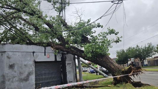 El concejal Cavatorta presentó un proyecto que propone beneficios fiscales a los afectados por daños ocasionados por el arbolado público