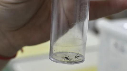 Dengue en Rosario: anuncian tres nuevos casos autóctonos