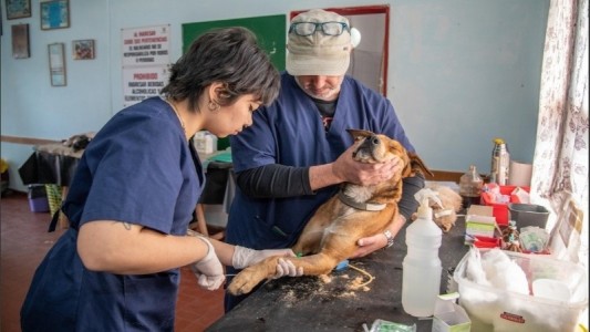 La Municipalidad castrará 150 perros y gatos este sábado con turno
