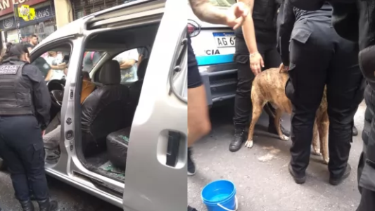 Rescatan a un perro encerrado en pleno centro de Rosario