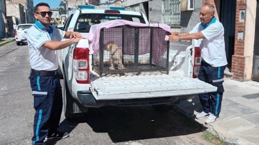 Rescataron a más de 170 animales en Rosario a lo largo de 2024