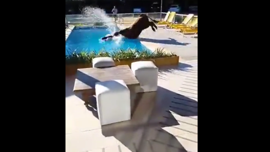 Un toro se escapó de un campo y se bañó en la piscina de un complejo turístico en Villa Ramallo