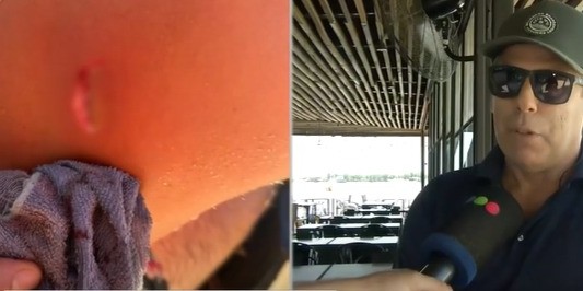 Alerta por ataques de palometas en la región: no se registraron casos en La Florida