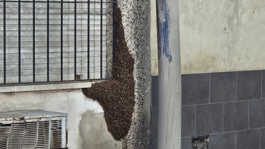 Enjambre de abejas genera preocupación: expertos aseguran que no hay peligro