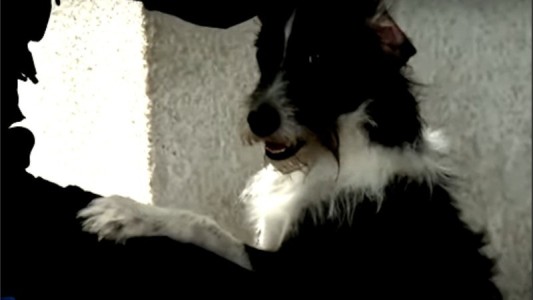 B°San Martín: Rescataron a un perro encerrado en una camioneta