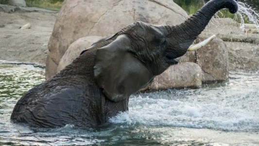 Fallo judicial: elefantes no pueden pedir su liberación de un zoológico porque no son humanos