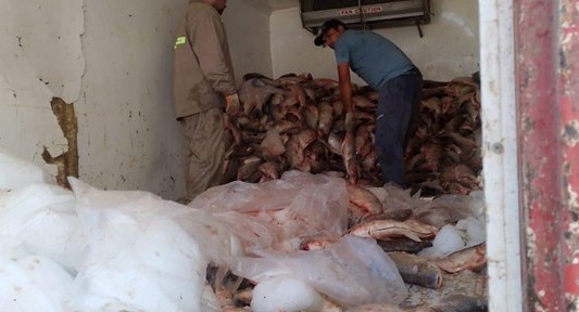 Decomisaron 3.000 sábalos en un operativo de control en Santa Fe