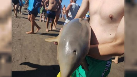 Mar del Tuyú: murió un delfín en la costa argentina porque lo sacaron del agua para tomarse fotos