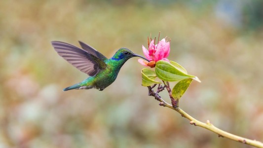 ¿Cuáles son las 4 leyendas más conocidas sobre el colibrí?