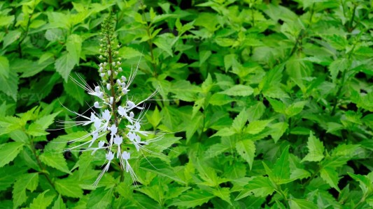 Qué hierba tenés que usar para limpiar los riñones