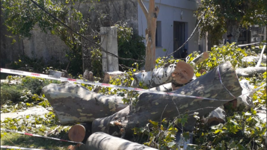 Vecinos de zona norte siguen sin luz tras la caída de un árbol de gran porte