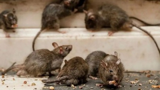 Tras la muerte de un menor por Hantavirus la provincia y el gobierno recordó las medidas de prevención