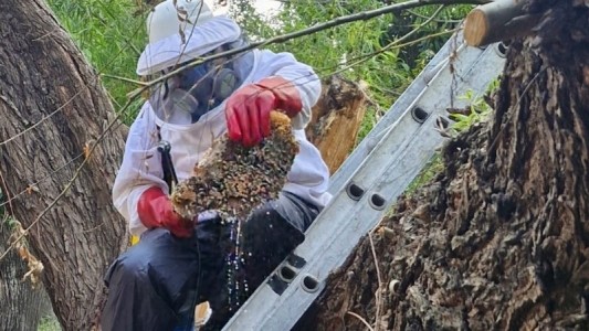 La Municipalidad intervendrá sobre el árbol que cayó en una casa y dejó bloqueada a una pareja de jubilados