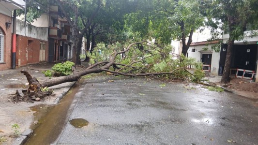 Rosario plantará 10 mil árboles para recuperar el arbolado perdido tras el temporal