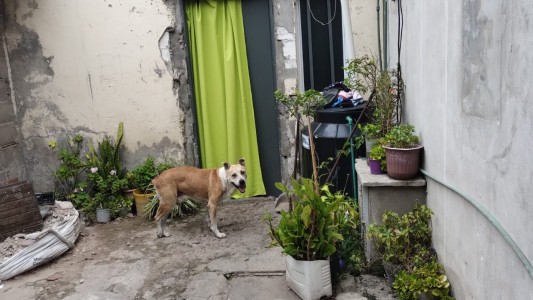 Disparos contra una vivienda: un detenido y una mascota herida