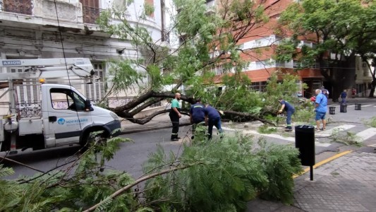 Se cayó un árbol de gran porte: interrumpió la circulación de la línea K