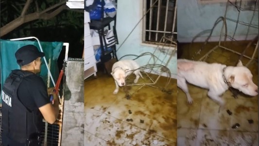 Rescataron de una casa a un pitbull abandonado hace tres semanas