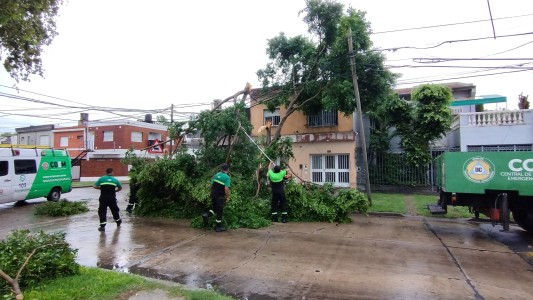 Consecuencias de la tormenta: cayó una rama de gran porte sobre un tendido eléctrico
