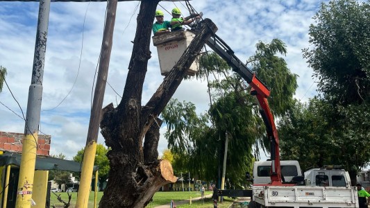 Un árbol de gran porte cayó sobre la calzada y dañó cables