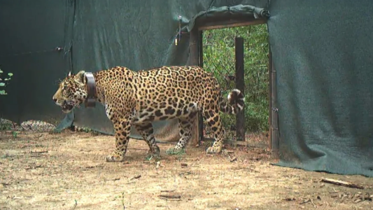 Liberaron en El Impenetrable a "Miní", una yaguareté silvestre proveniente de Iberá