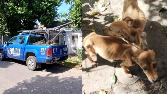 Desnutrición y abandono: encontraron perritos en estado crítico