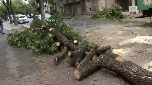 Consecuencias de la tormenta: cayó un árbol de gran porte sobre un auto
