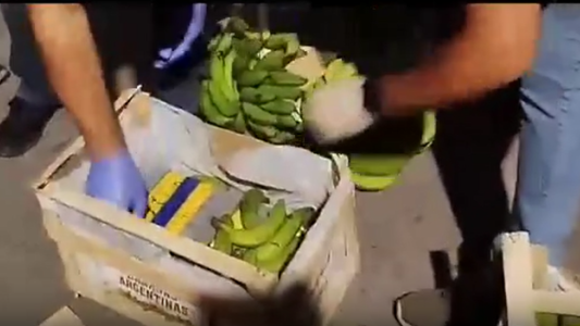 Incautaron más de 150 kilos de cocaína camuflados en bananas