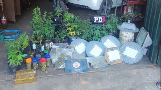 Robaron luces del alumbrado y cayeron por tener un vivero de marihuana