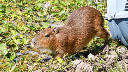 Liberaron carpinchos, comadrejas, un zorro pampeano y varias aves rescatadas en Santa Fe