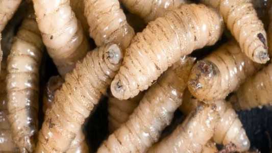 Estados Unidos suspende la importación de ganado mexicano por la amenaza del "gusano barrenador"