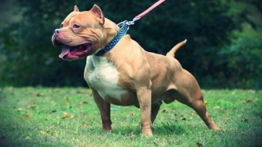 Funes cobrará hasta $500 mil para quienes dejen animales sueltos