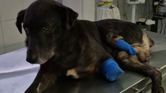 Maltrato animal: le amputaron dos patas a un perro y apuntan a una pelea vecinal en Rosario