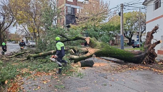 Consecuencias de la tormenta: ráfagas de 80 km/h dejaron árboles caídos, calles bloqueadas y un auto destruido