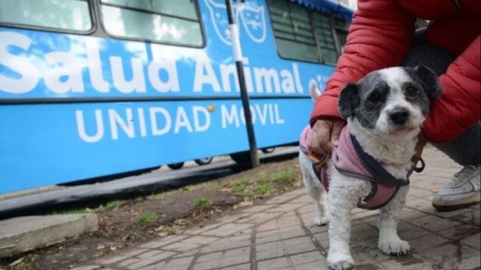 Castraciones gratuitas para perros y gatos: el programa municipal llega esta semana a zona sur