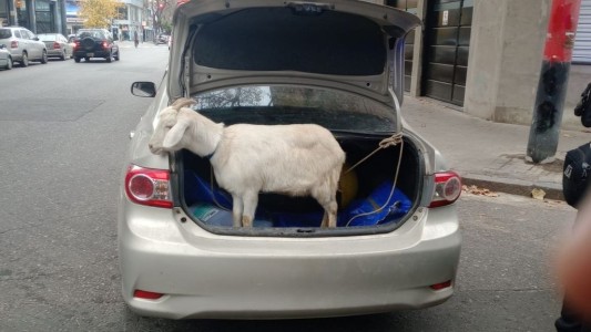 Insólito: llevaba un chivo atado en el auto y fue demorado por la Policía