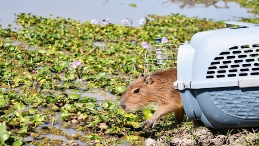 La Provincia liberó más de 350 animales silvestres en lo que va del 2025