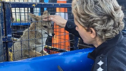 San Lorenzo: rescataron a una zorra gris que se había metido a una casa de familia