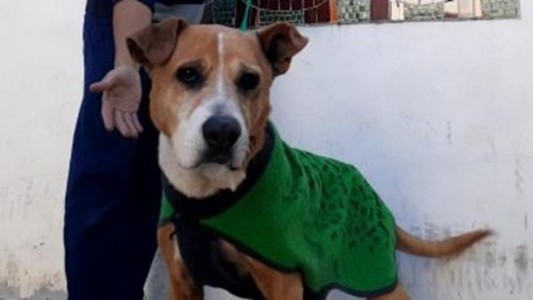 Multan a un vecino de Rosario por maltrato animal y deberá pagar la multa con alimento para refugios