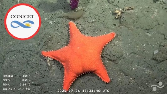 Científicos argentinos exploran las profundidades del Mar Argentino en un streaming que sorprende al mundo