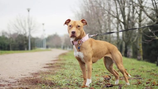 Grave ataque de un pitbull a una niña de 4 años en Monte Vera