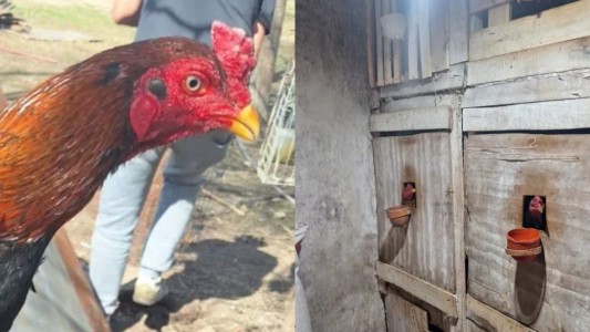 Detuvieron a trece personas con gallos de riña y gallinas maltratadas