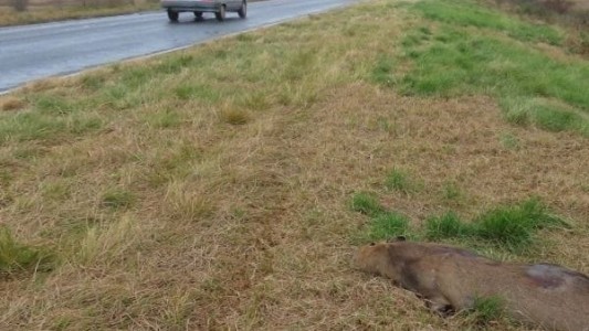 Hallaron 32 animales muertos en la ruta Rosario-Victoria