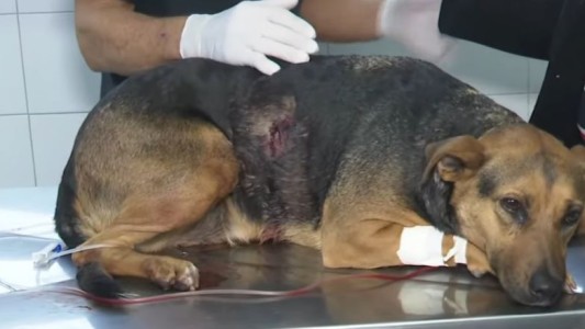 La perrita baleada en una vivienda se encuentra fuera de peligro