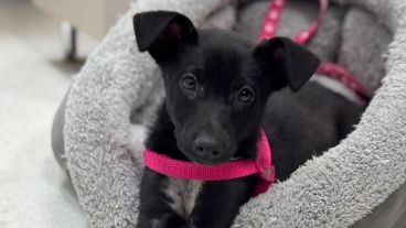 “Chula”, la perrita adoptada que ya acompaña a los pacientes del Sanatorio de Niños