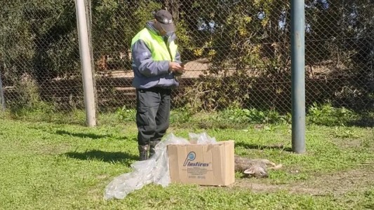 Denuncian posible envenenamiento de zorros en Funes