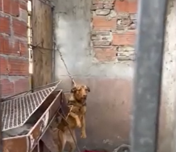 Polémica en Suipacha al 4500: denuncian maltrato a una perra atada