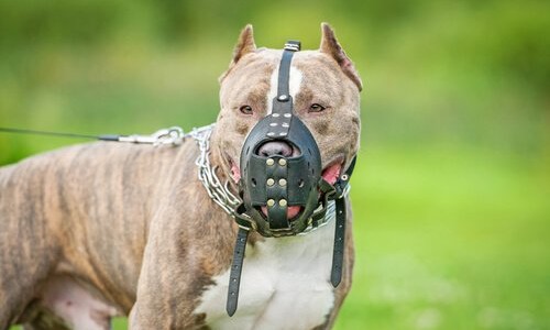 Perros peligrosos: avanza un proyecto para regular la tenencia